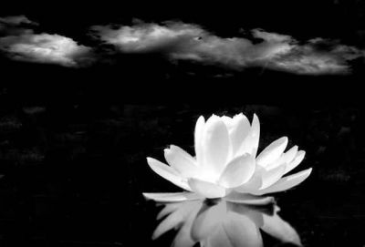 Un fiore