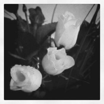 Le tre Rose  