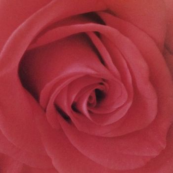 Rosee masturbazioni