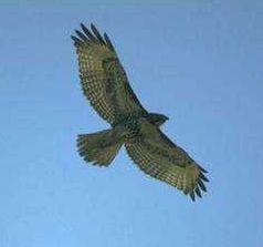 Perch� il Falco?