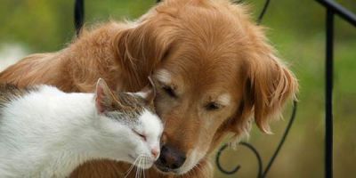 Amicizia e Amore