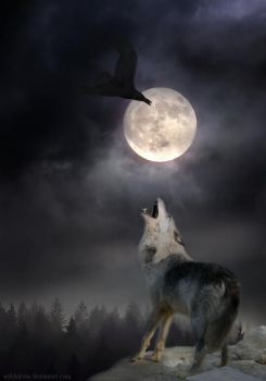 Cammino Senza Luna