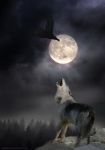 Cammino Senza Luna