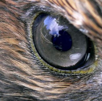 Il Falco e i Campi