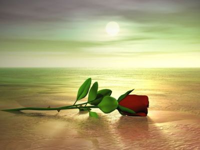 La rosa