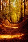 Il mio autunno  