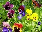 Ogni fiore del campo