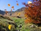 Tremanti foglie che cadono