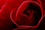 Dei feriti gambi di rose