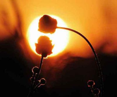 Fiore di campo