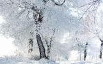 Sotto la neve, pane  