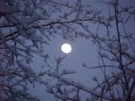 Cuori d'inverno