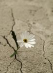 Il Deserto pu� fiorire  