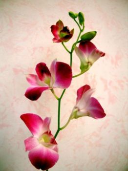 Orchidea