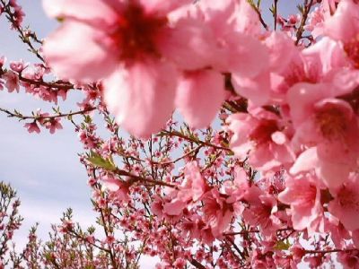 Fiori di Pesco