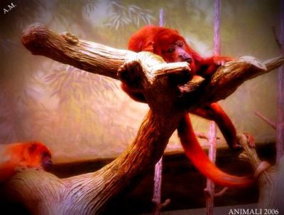 Scimmie rosse
