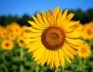 Io come girasole