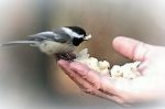 Briciole di spiritualit�