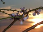 Primavera e poesia  