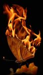 Triste vanit�  