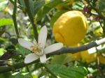 Baccante stranita nella festa della vita  
