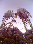 Glicine