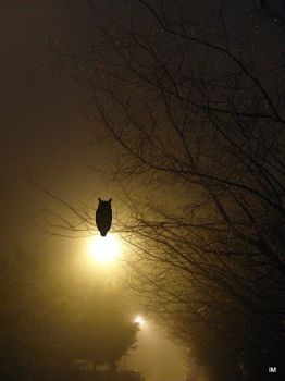 La luce della notte