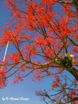 Fiorir� d'inverno