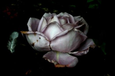 Il vuoto della rosa  