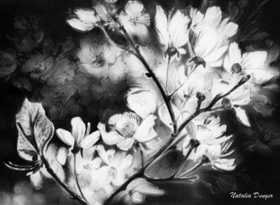Le citt� dei narcisi