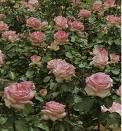 La rosa pi� bella del mondo