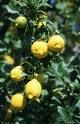 I limoni