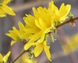 Aspettiamo la primavera