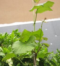 Presunzione di vino