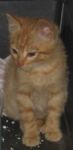 Il gatto Teo