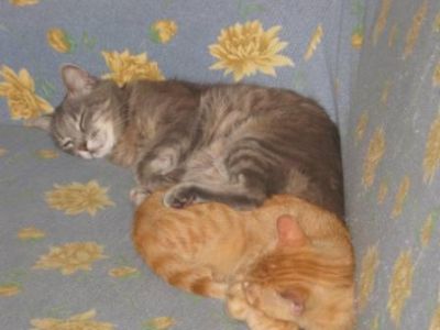 I gatti  