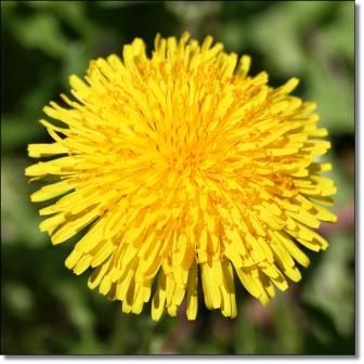Fiori di campo