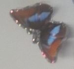 L�ultima farfalla