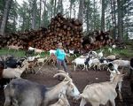 La capra m�chena