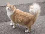 Gattofavola