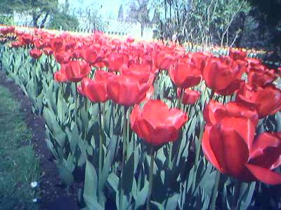 Fioriture
