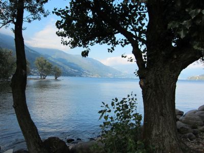 L'innesto  