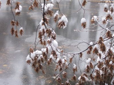 Trine d'inverno  