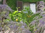 Sogno di primavera  