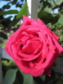 La prima rosa  