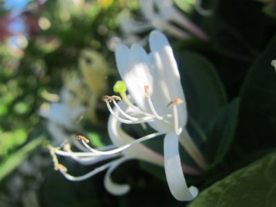 Il profumo  