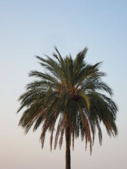 La palma  