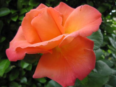 Rosa per sempre  