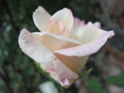 Rose e farfalle  