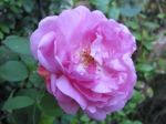 Una rosa sola  